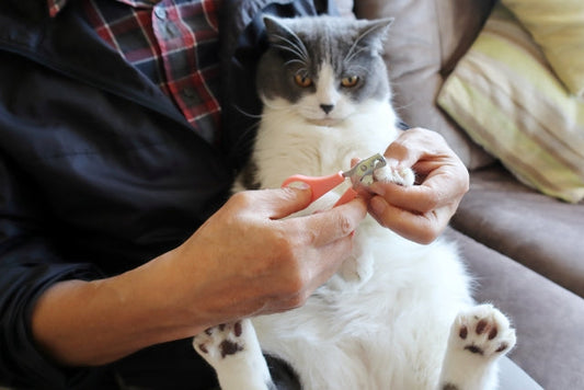 猫の爪切り｜嫌がる理由と頻度、子猫も安心なやり方のコツ