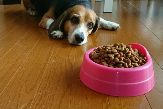 犬が夏に食欲ないのは暑さのせい？自宅でできる対策と病院の目安
