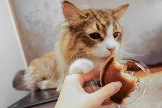 子猫におやつはいつから？頻度と量を守る正しい与え方を解説