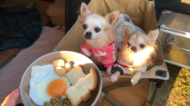 犬の手作りごはん｜メリットと注意点を解説！初心者向け簡単レシピ