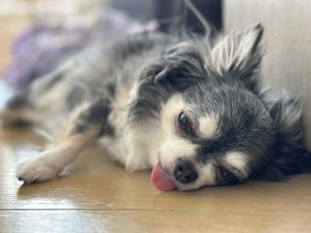 犬の季節の変わり目の病気と症状｜原因と家庭でできるケア、受診の目安