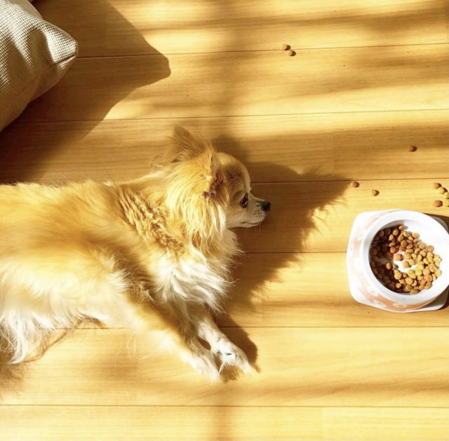 老犬がご飯を食べない時の工夫9選｜病気のサインと原因別の対処法