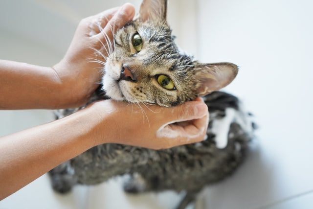 猫のお風呂の頻度は？必要性や種類別の回数、入れ方のコツを解説