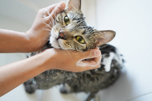 猫がお風呂で暴れないための方法｜準備から洗い方のコツまで徹底解説
