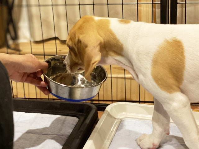 犬が水をあまり飲まない時の水分補給｜原因と今すぐできる対処法