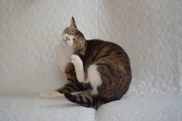 猫のダニを調べる方法｜自宅でできる症状チェックと見つけた時の対処法