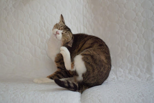 猫のダニを調べる方法｜自宅でできる症状チェックと見つけた時の対処法