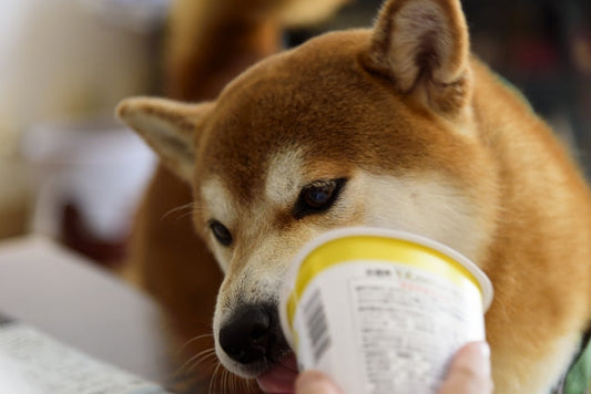 犬におすすめの市販ヨーグルト7選｜人間用の種類と安全な与え方