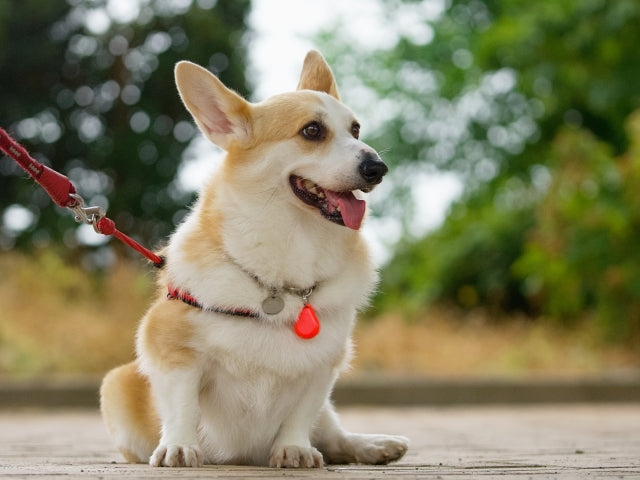 コーギーの体重は平均何キロ？子犬の推移と肥満対策を解説