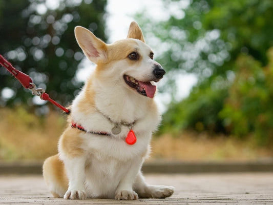 コーギーの体重は平均何キロ？子犬の推移と肥満対策を解説