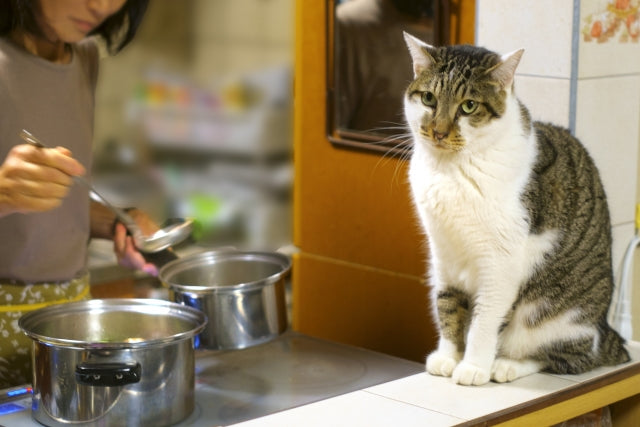 猫の食欲不振は病気が原因？受診の目安と危険な症状を解説