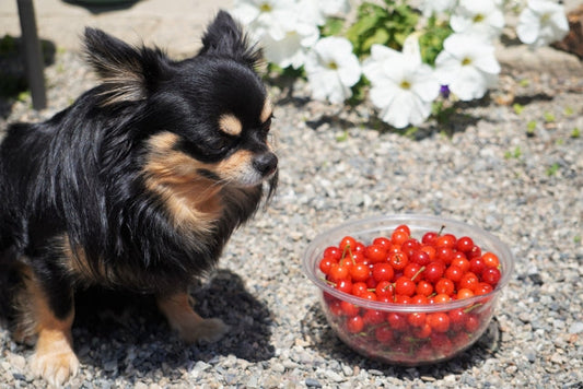 犬が食べていい野菜・果物一覧｜食事での与え方の注意点とNG食材