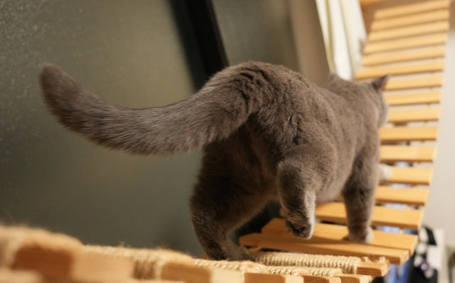猫のおしりだけ洗う手順｜下痢汚れもストレスなく安全に洗うコツ