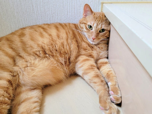 猫の夏バテ防止と対処法｜症状の見分け方から応急処置まで