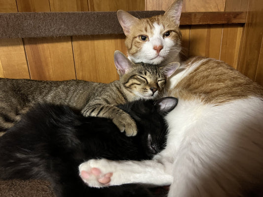 猫の多頭飼いニオイ対策ガイド｜原因別の消臭術から最強グッズまで