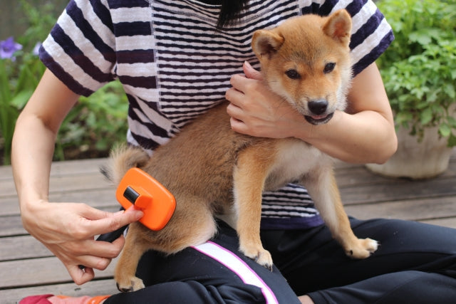 子犬のブラッシング嫌いを克服！好きになるコツと正しいやり方・頻度