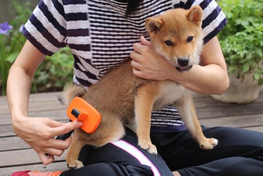 子犬のブラッシング嫌いを克服！好きになるコツと正しいやり方・頻度