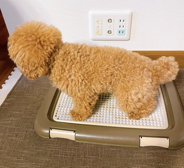 犬のトイレが臭い！元から消臭する原因別の掃除術と安全対策