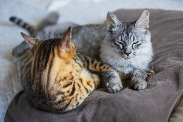 猫の毛の掃除方法を徹底解説！場所別のおすすめ最強グッズも紹介