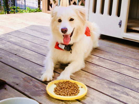 ドッグフードのトッピングおすすめ20選！犬の食いつきが変わる市販品・食材