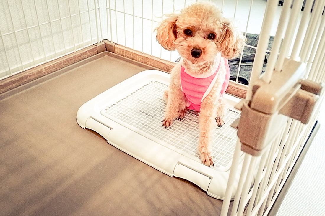 犬のオシっこ臭い消し｜部屋や外の場所別に原因と掃除方法を解説