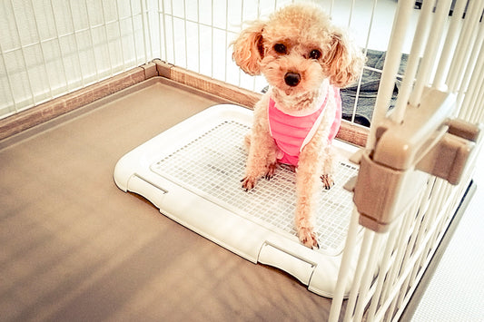 犬のオシっこ臭い消し｜部屋や外の場所別に原因と掃除方法を解説