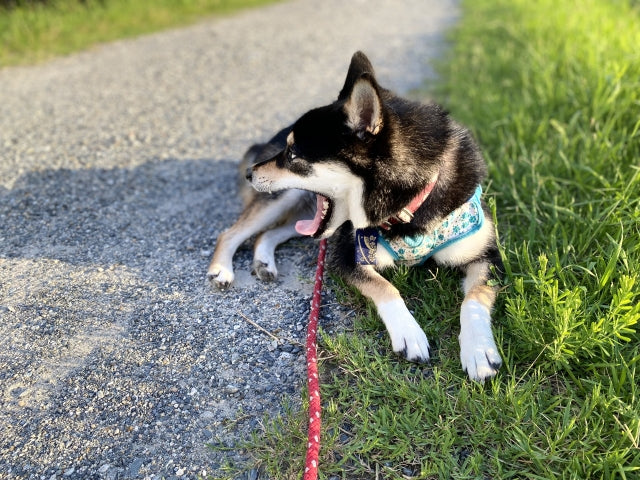 愛犬のストレスサインを見極める｜行動からわかる原因と今すぐできる解消法