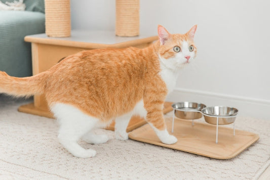 猫が水を飲まない原因とは？今すぐできる解決策