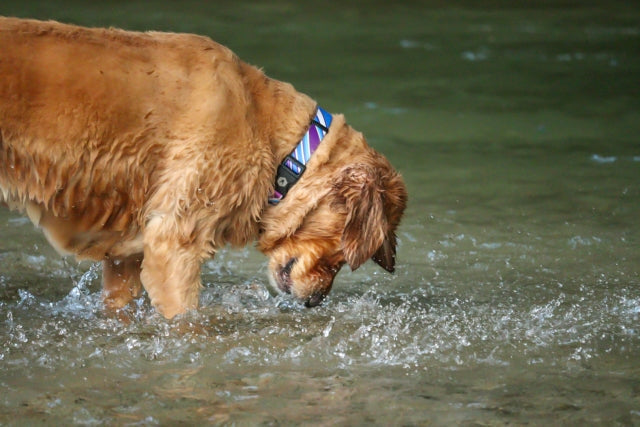 犬の水遊びは大丈夫？安全に楽しむための注意点と初めての準備