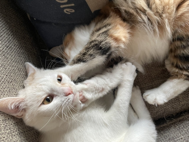 猫の多頭飼いで仲が悪い原因は？喧嘩を解消する5つの手順