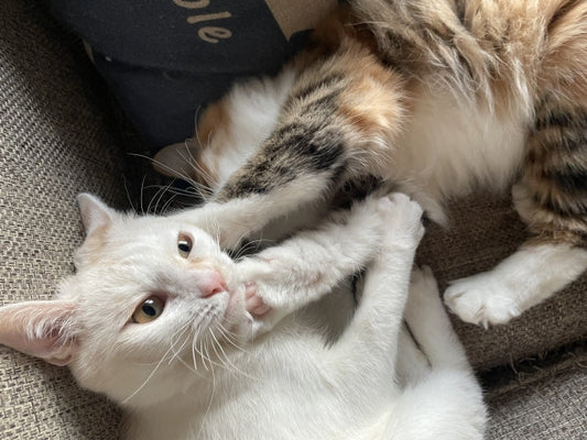 猫の多頭飼いで仲が悪い原因は？喧嘩を解消する5つの手順