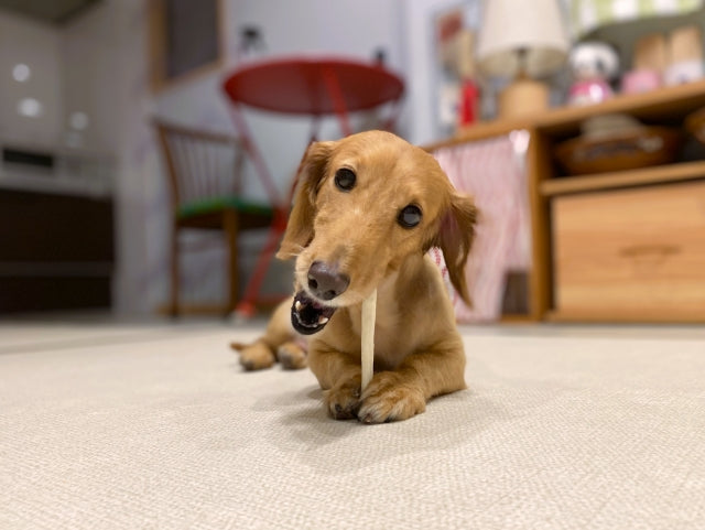 犬の口臭が魚臭いのは病気？考えられる原因と対策、病院に行く目安