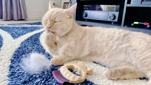 猫の抜け毛対策は部屋の掃除とブラッシングから！原因とおすすめグッズも解説
