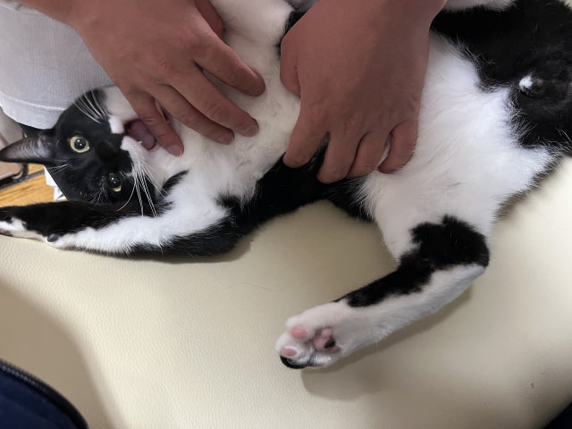 猫の甘噛みのしつけ方｜子猫のうちに直す！やってはいけないNG対処法