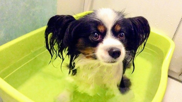 子犬の臭い、シャンプーなしでどうする？ワクチン前の安全なケア方法
