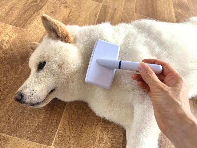 犬の抜け毛対策｜タイプ別ケア・病気のサイン・掃除のコツ