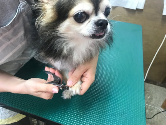 犬の爪切りを嫌がる・暴れる子へ｜黒い爪も怖くない安全な切り方