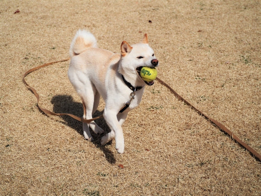 犬の運動不足による肥満のリスクとは？病気を防ぐダイエット・解消法