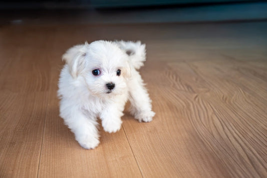 犬の床滑り対策｜賃貸OKなグッズからフローリングコーティングまで解説