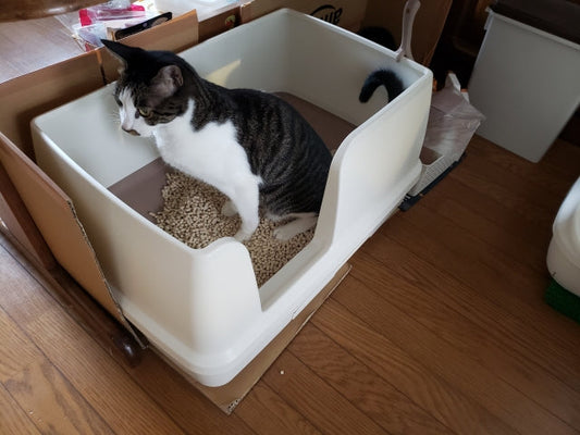 畳のおしっこの臭いとシミを消す掃除方法｜応急処置から予防まで解説