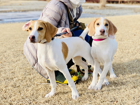 犬の多頭飼いニオイ対策｜原因別にわかる安全で強力な消臭術