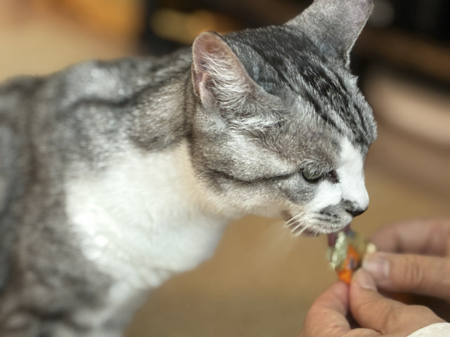 猫のおやつと食事の頻度｜子猫はいつから？量や選び方の注意点