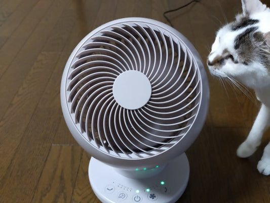 猫の部屋の湿気対策｜湿気に弱い愛猫を守る安全な除湿・防カビ術