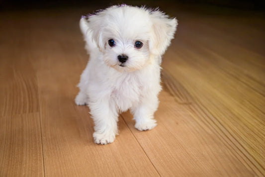 【賃貸OK】愛犬が滑らない床に！今日からできる滑り止め対策アイデア集
