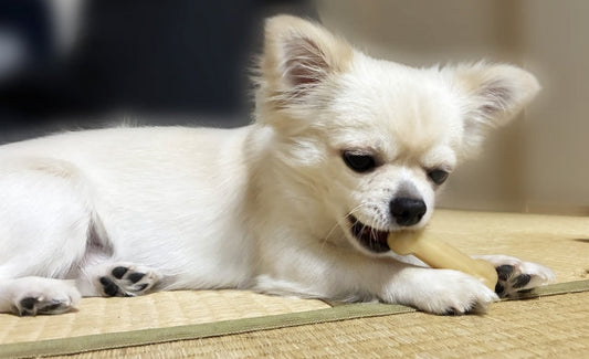 「犬には犬の乳酸菌」という新発想のデンタルケア～HÜGBIO ®乳酸菌入りデンタルケアガム～