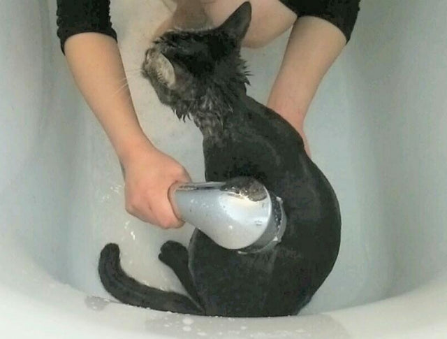 夏の猫のお風呂、頻度は増やさないで！正しいケアと暑さ対策
