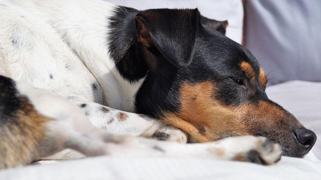 犬のしんどい時の寝方｜大丈夫？危険なサインの見分け方と対処法