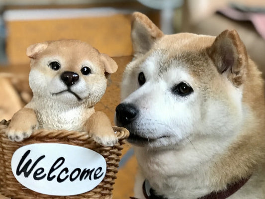 先住犬の子犬受け入れ｜相性チェックから対面の注意点まで解説