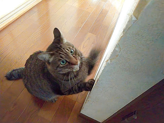 猫の壁ガリガリ対策5選！賃貸でも安心な保護法とやめさせるコツ