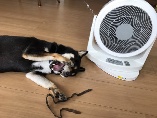 犬の湿気対策｜部屋の最適な湿度とは？エアコン除湿やニオイ防止法
